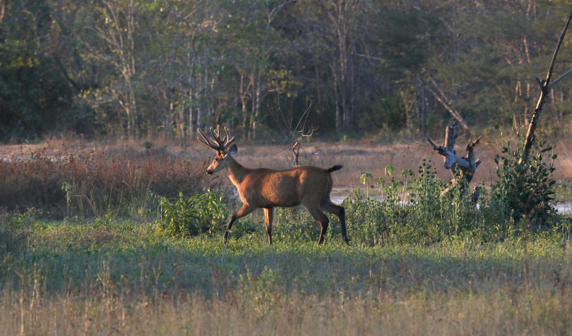 marsh deer (Blastocerus dichotomus)