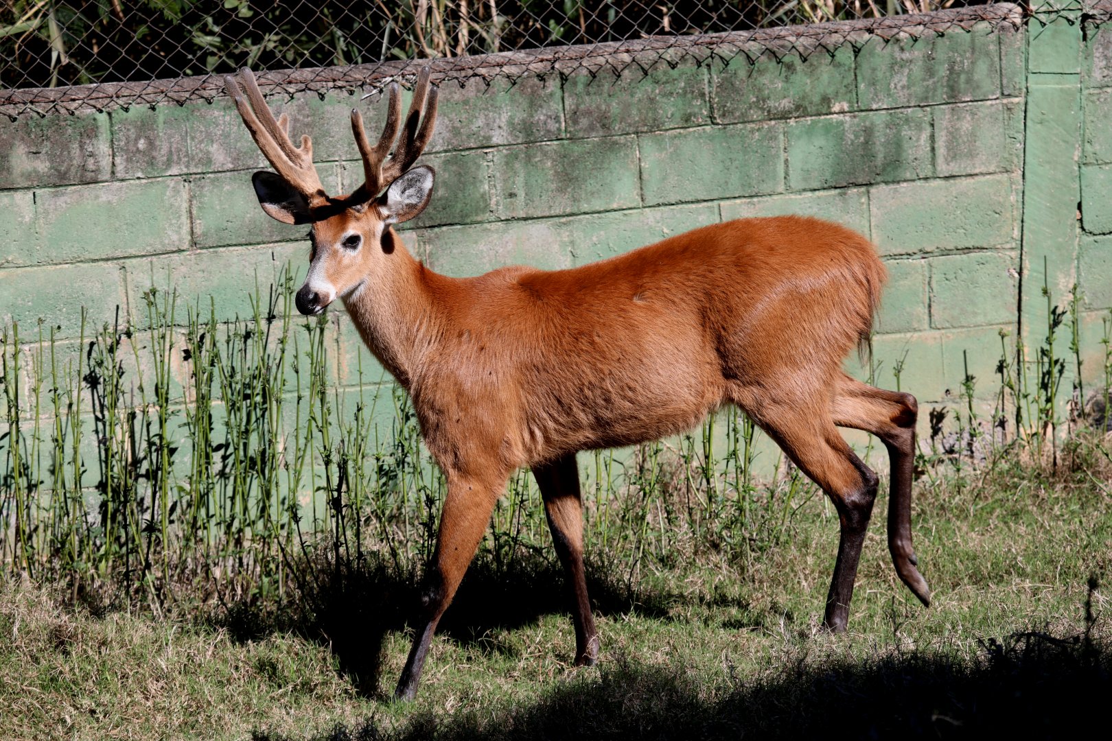 marsh deer (Blastocerus dichotomus)