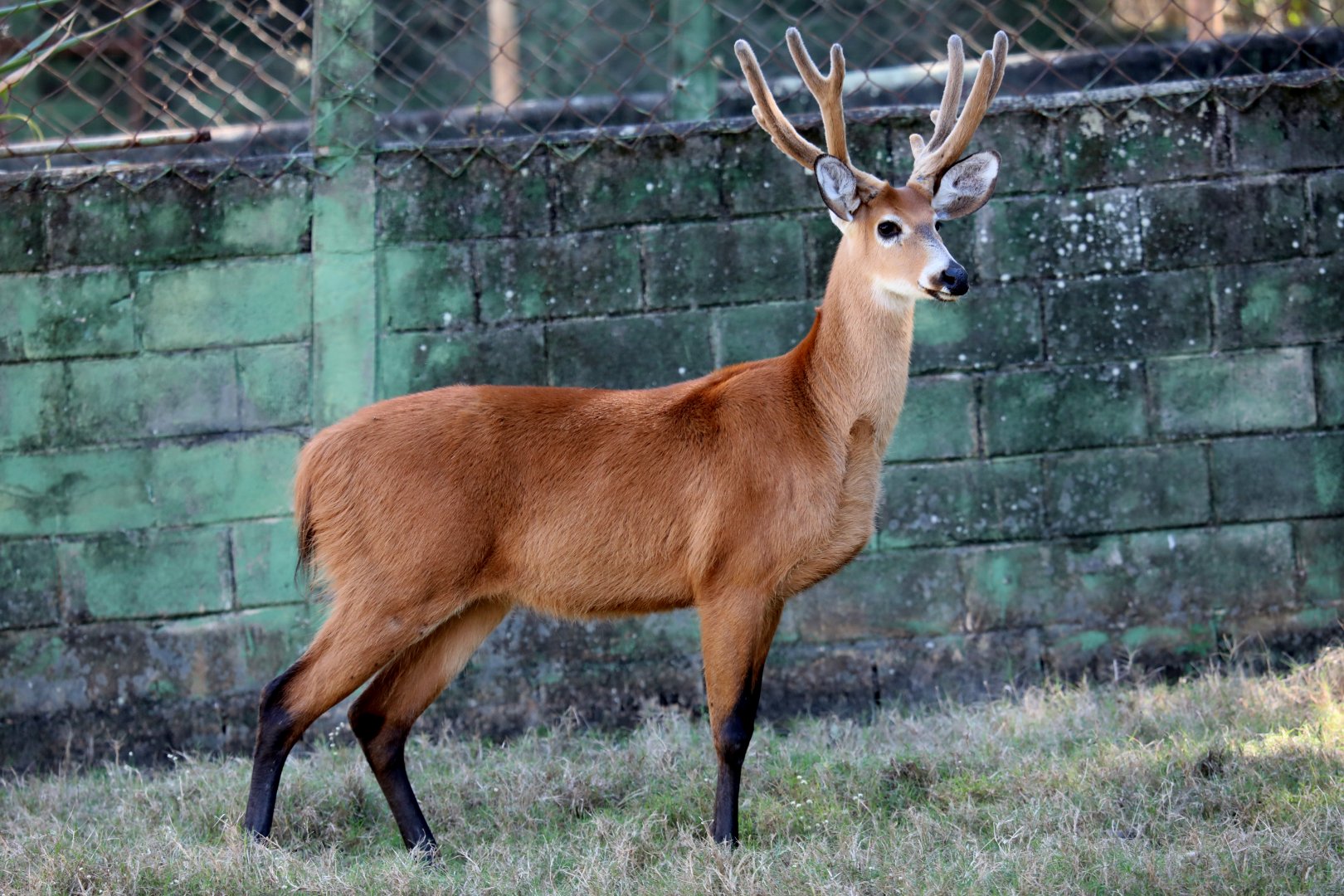 marsh deer (Blastocerus dichotomus)