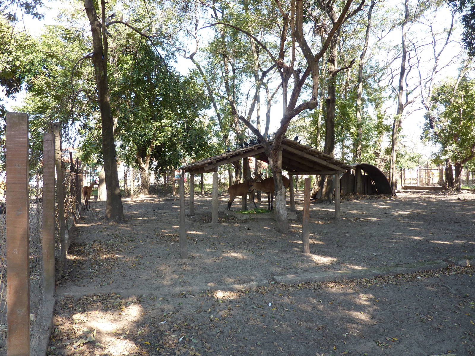 Marsh deer enclosure