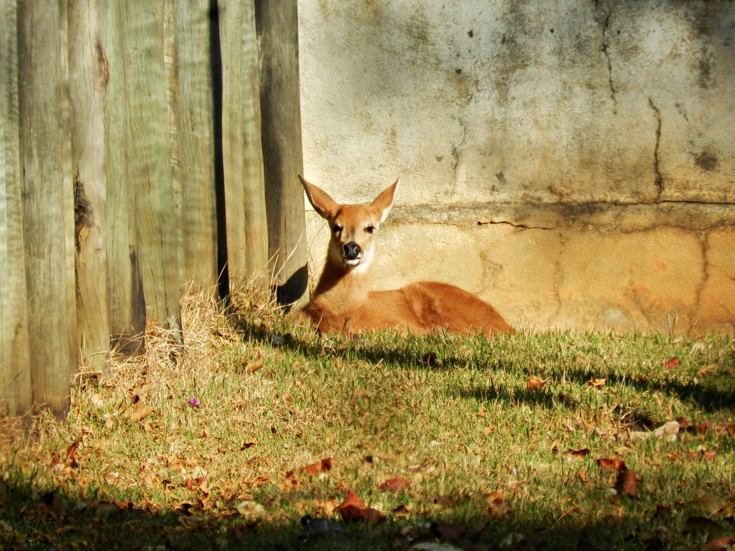 Marsh deer fawn - Belo Horizonte zoo