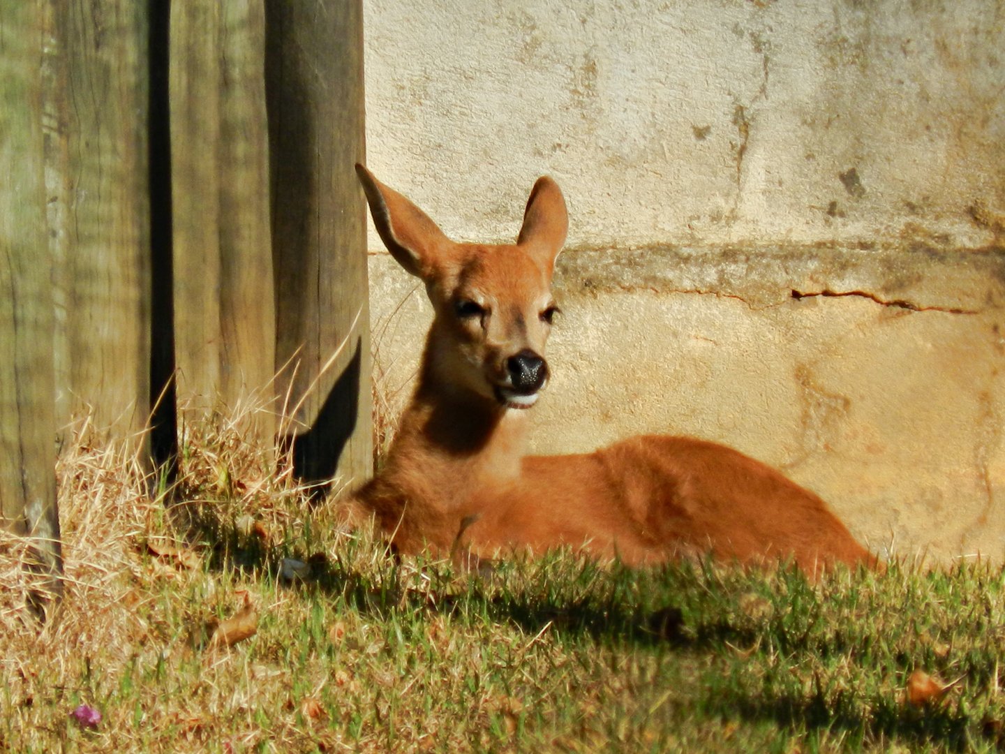 Marsh deer fawn - Belo Horizonte zoo
