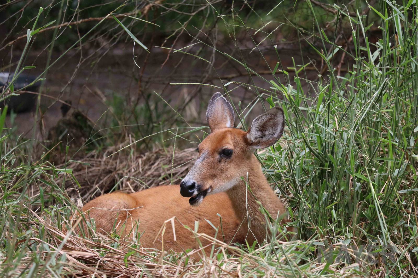 Marsh deer, March 2016