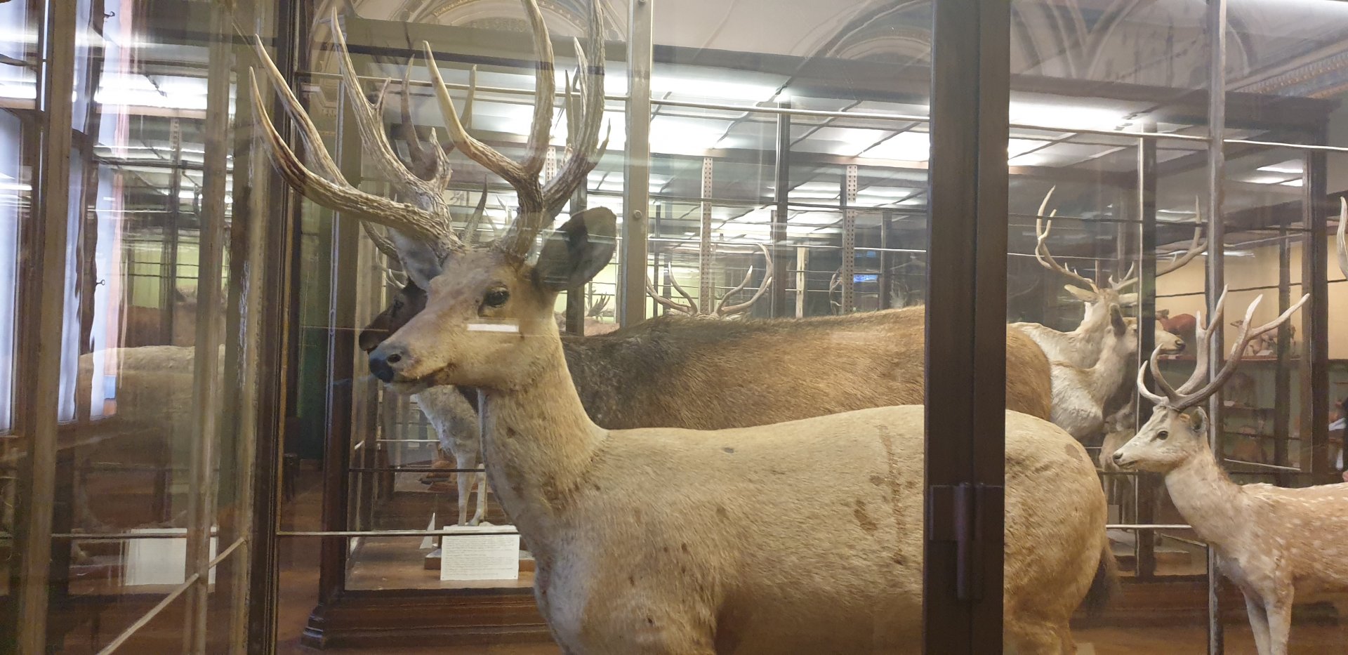 Marsh deer, Natural History Museum Vienna