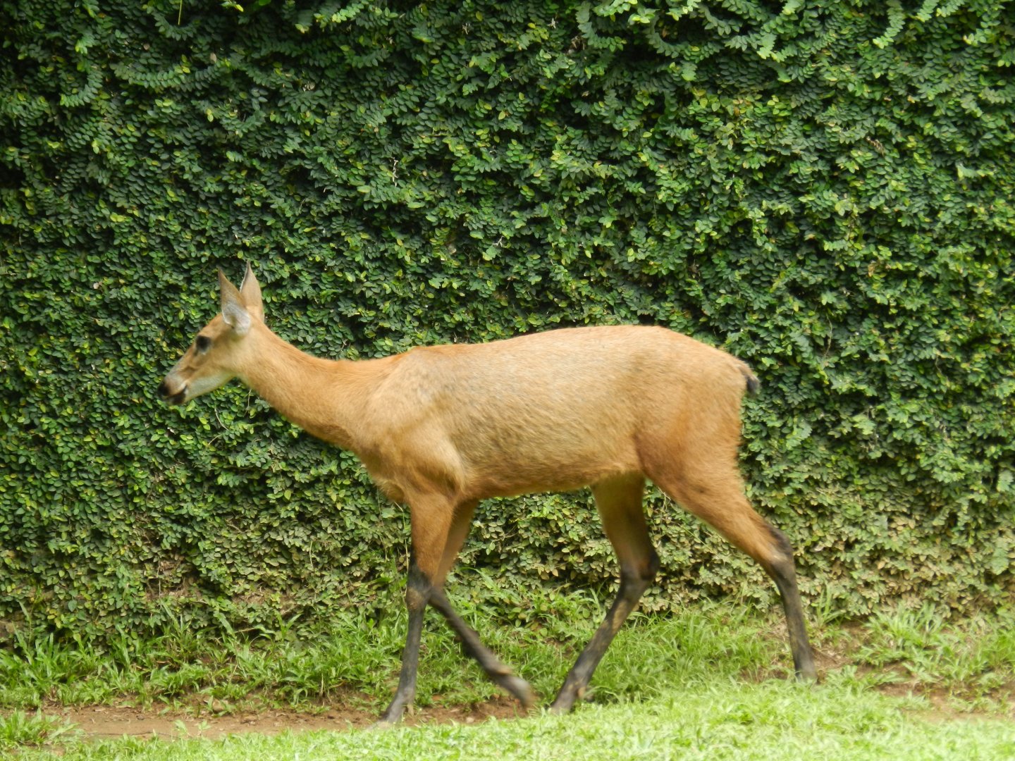 Marsh deer - Salvador zoo(PZGV)