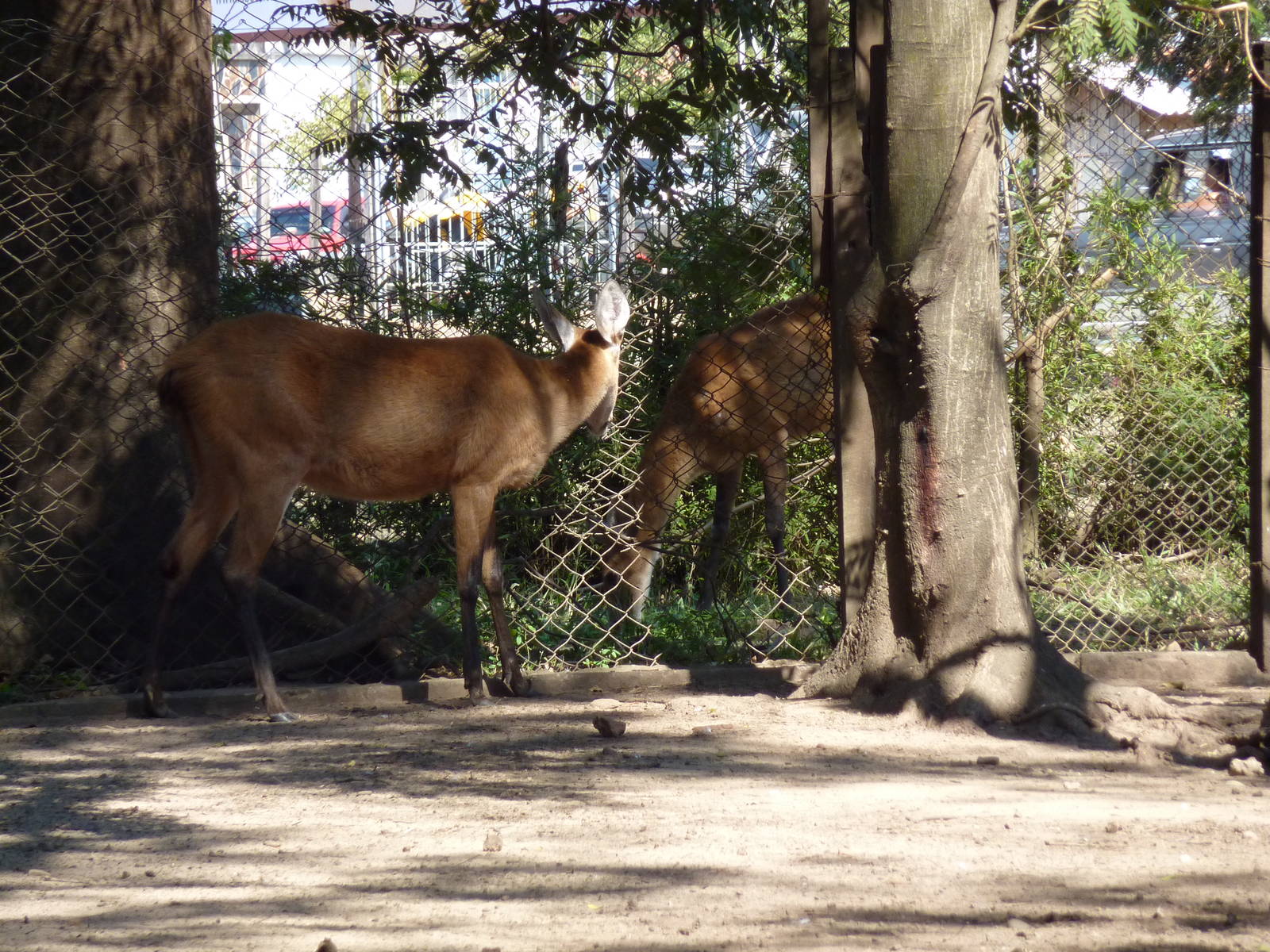 Marsh deer