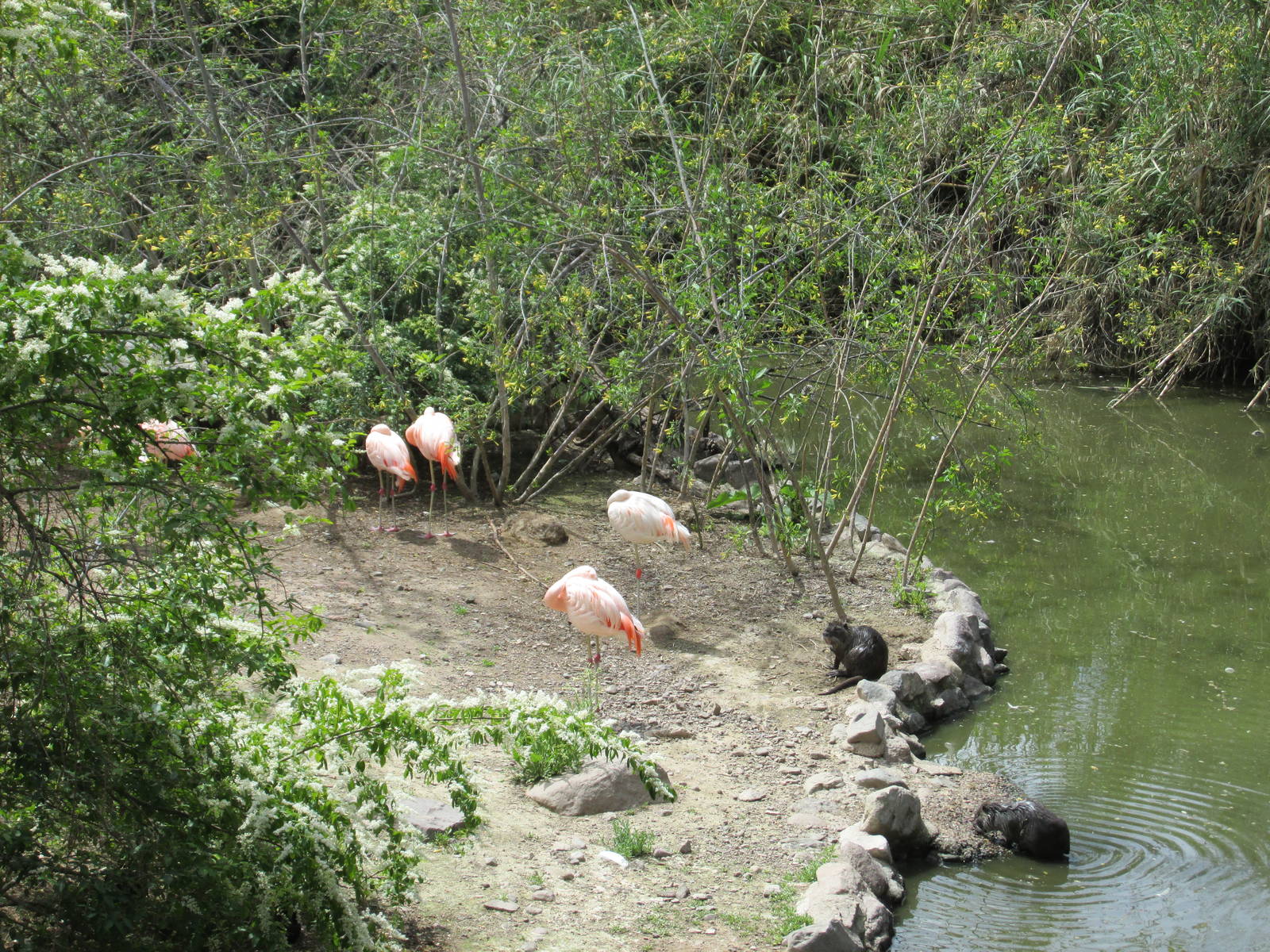 marsh exhibit mendoza zoo