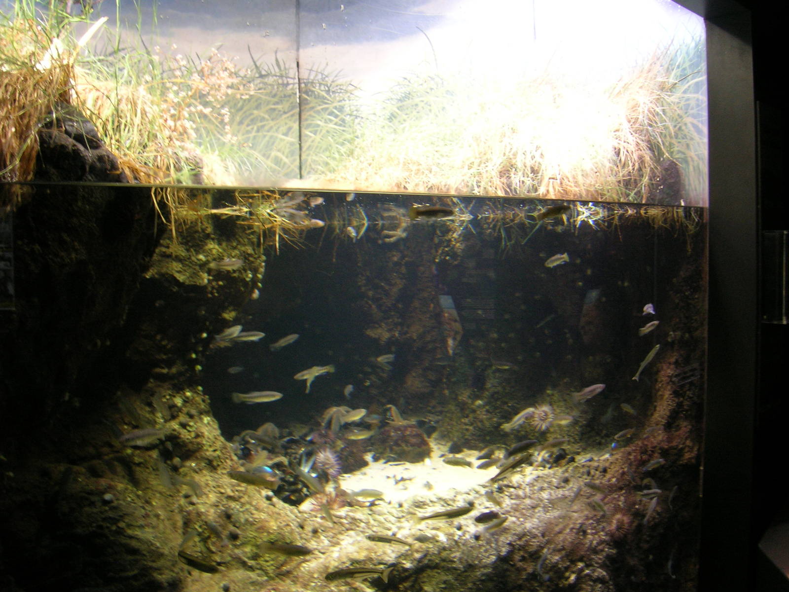 Marsh Exhibit