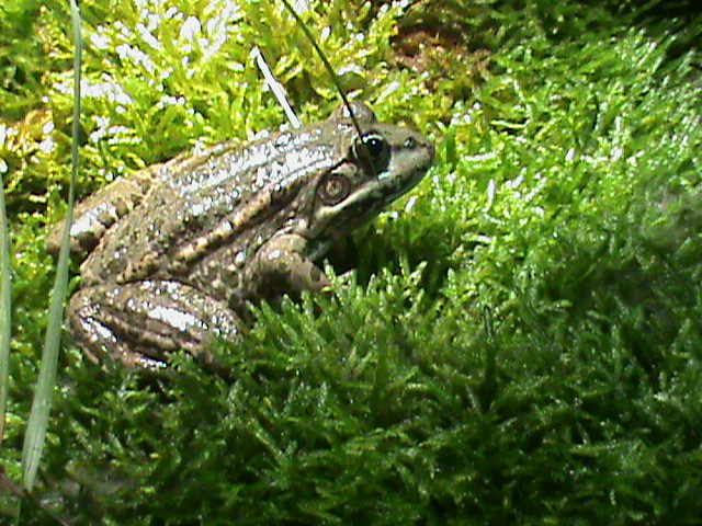 Marsh frog? 061110