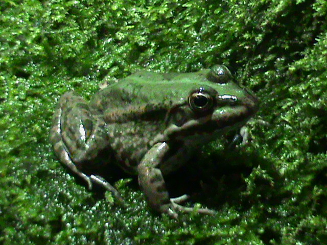 Marsh frog? 061110