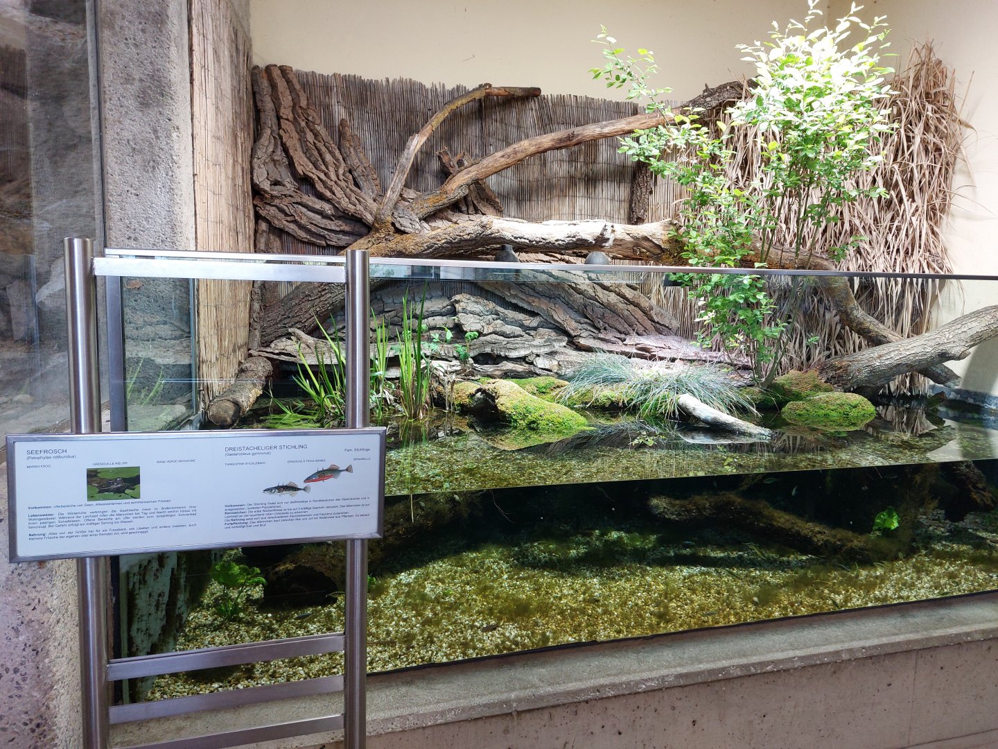 Marsh frog and stickleback enclosure