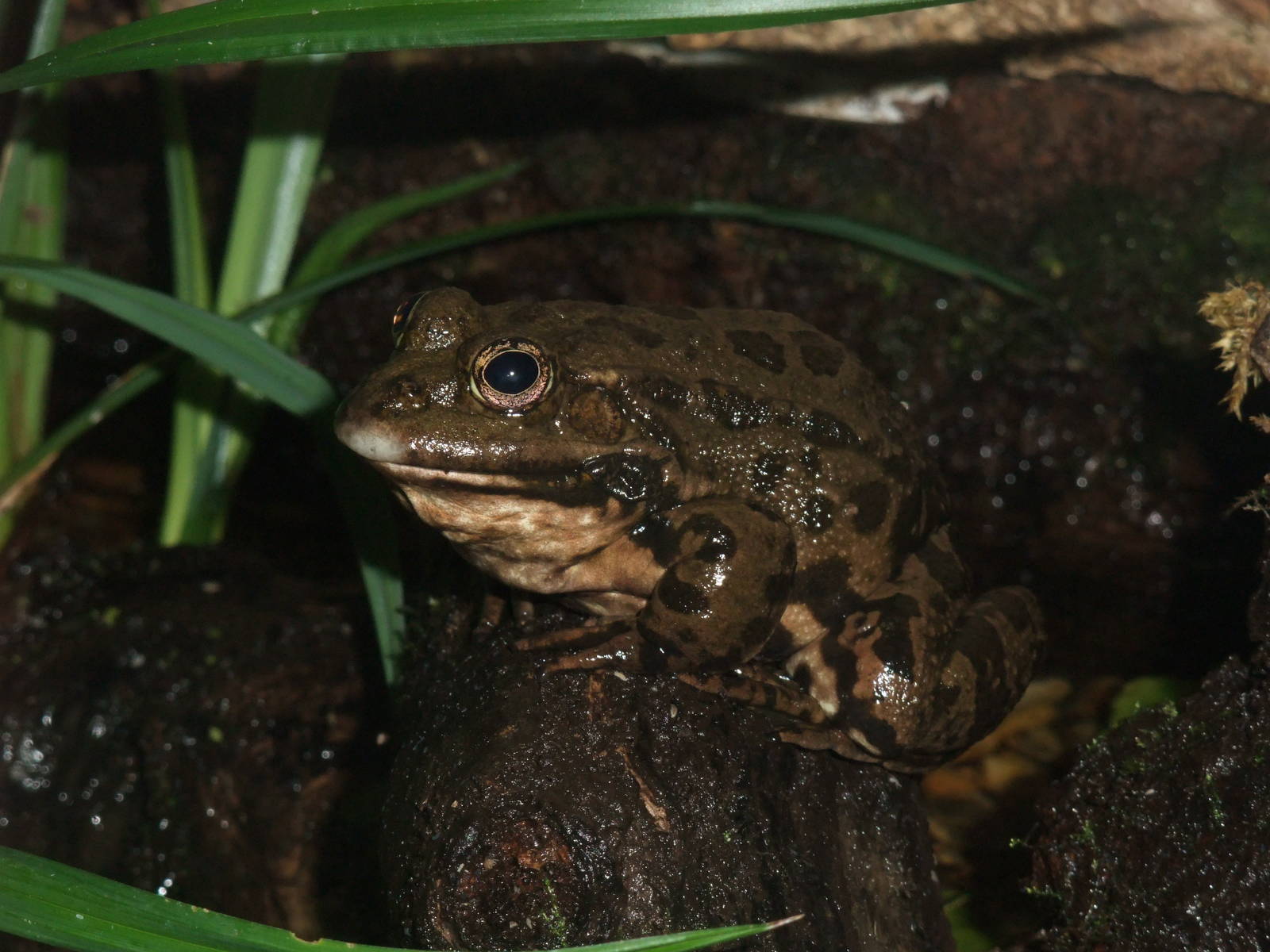 Marsh Frog at Slimbridge, 06/02/12