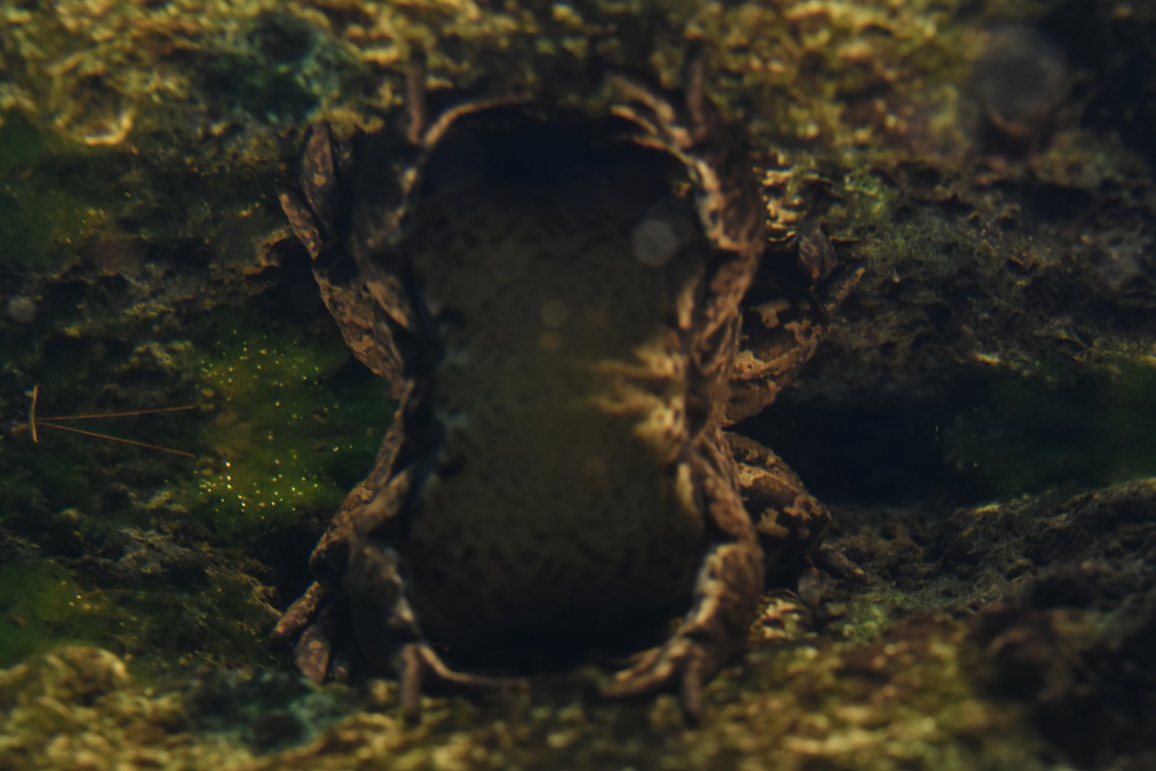 Marsh frog (Pelophylax ridibundus)