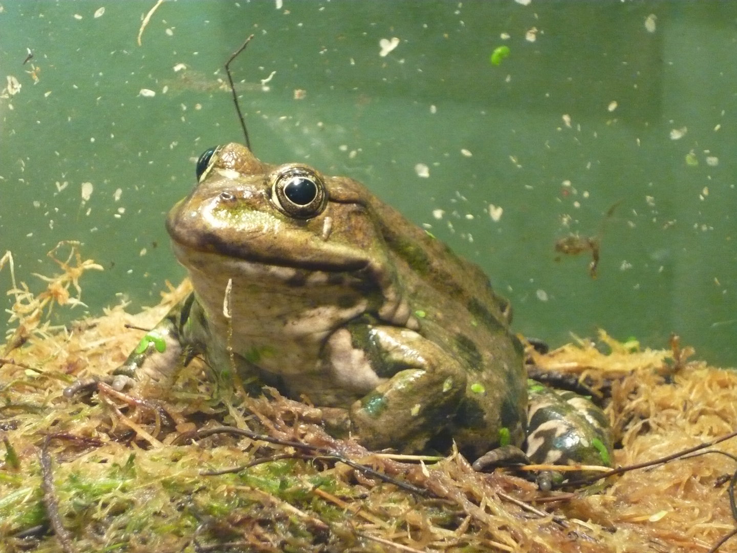 Marsh frog (Pelophylax ridibundus)