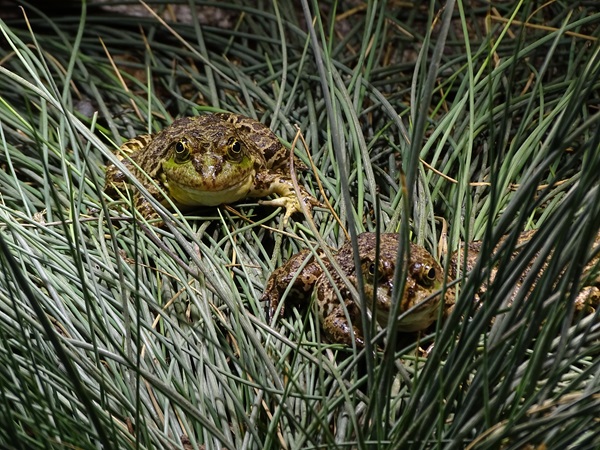 Marsh frog (Pelophylax ridibundus)