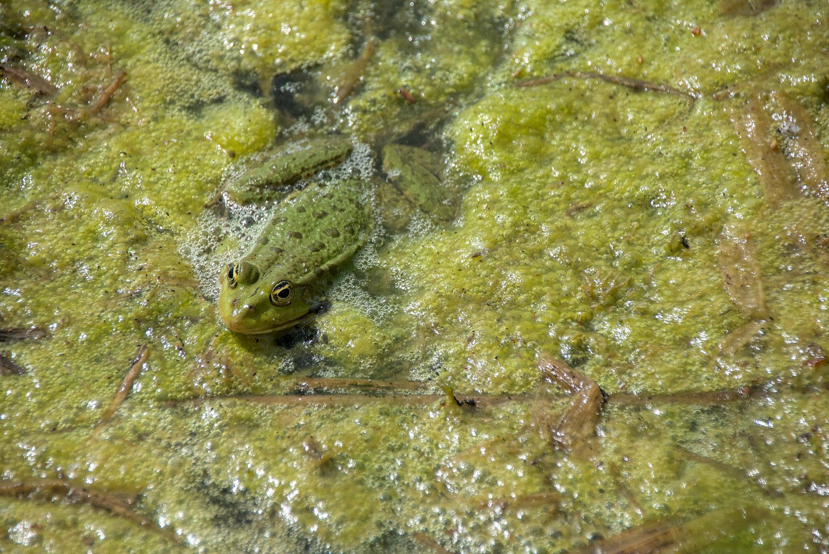 Marsh frog (Pelophylax ridibundus)