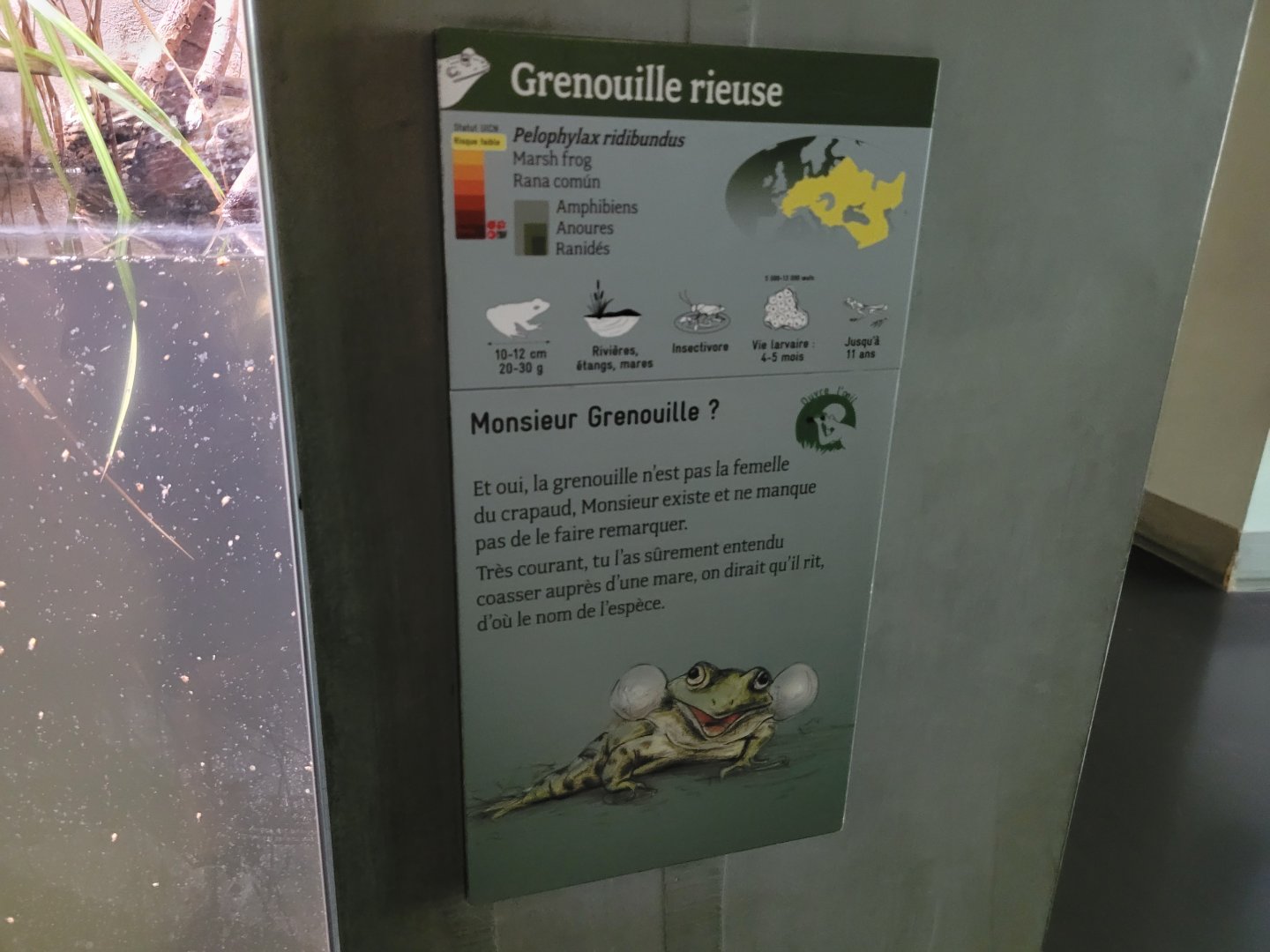 Marsh frog sign -Parc Zoologique de Paris (2022)
