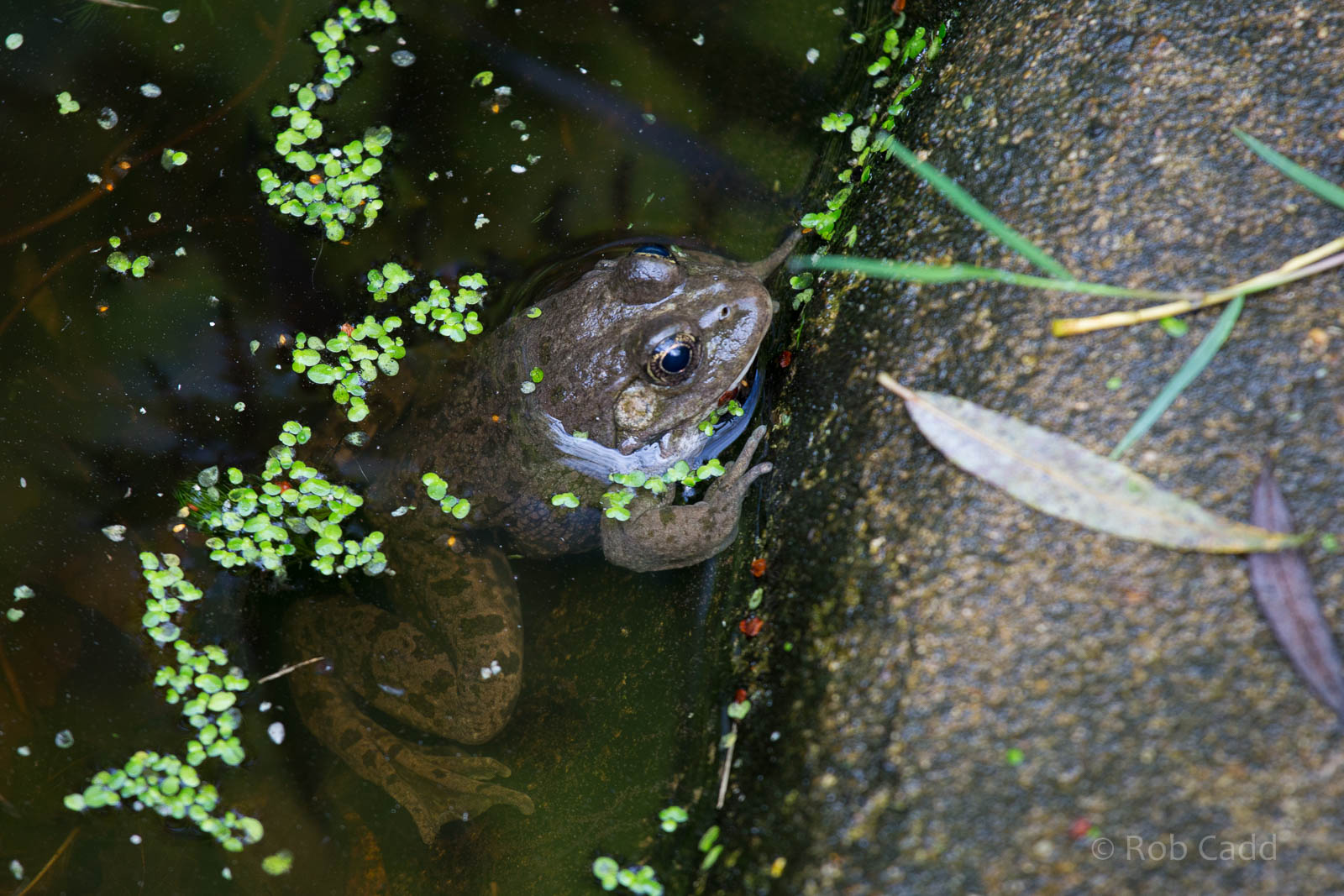 Marsh frog : Wildwood : 16 Oct 2014