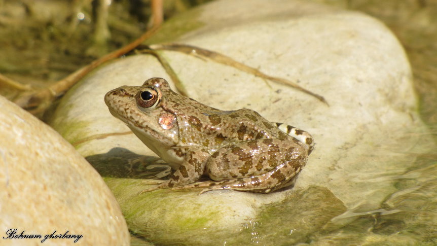 Marsh frog
