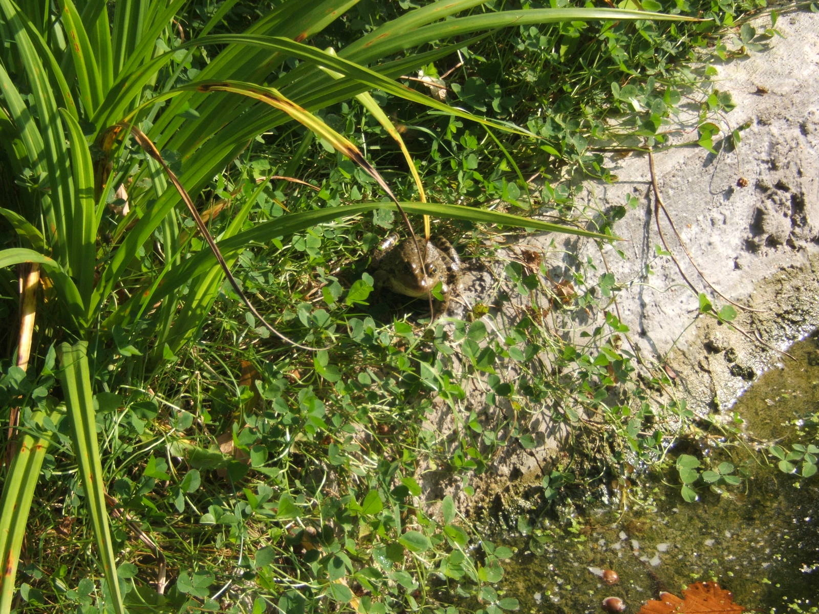 Marsh Frog
