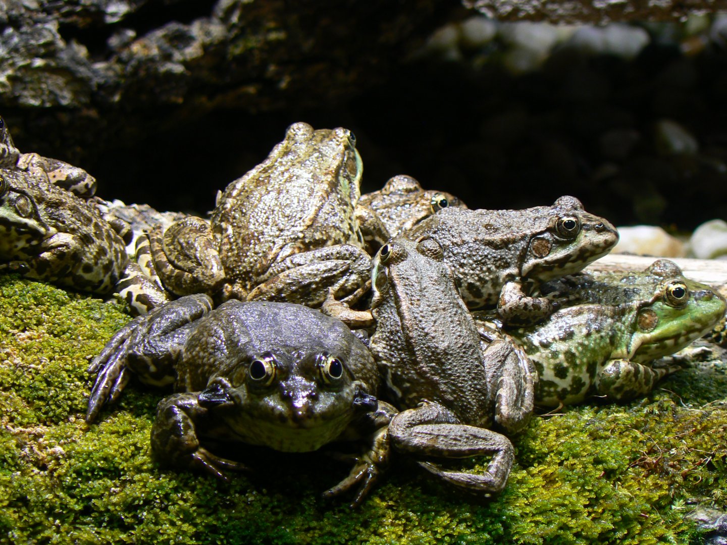 Marsh Frogs - 4 June 2019