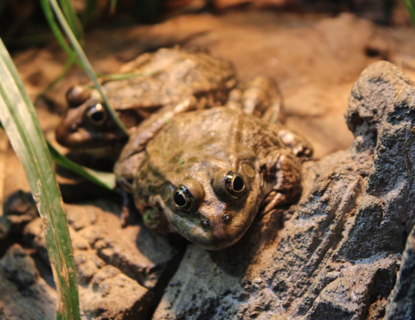 Marsh frogs - Pelophryx ridibundus