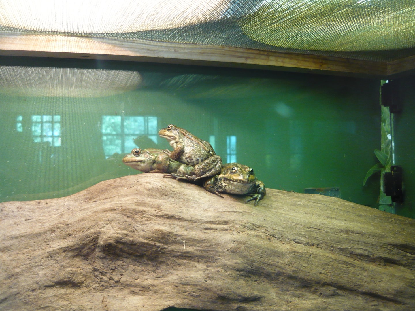 Marsh frogs (Pelophylax ridibundus)
