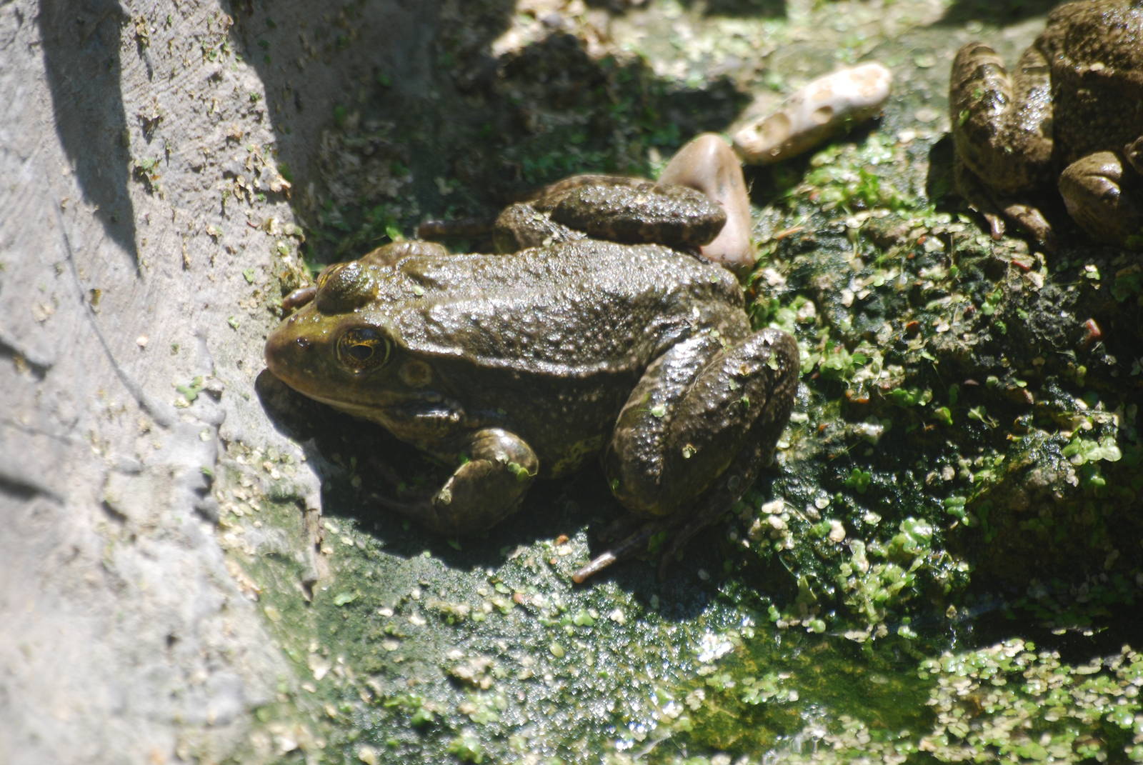 Marsh frogs