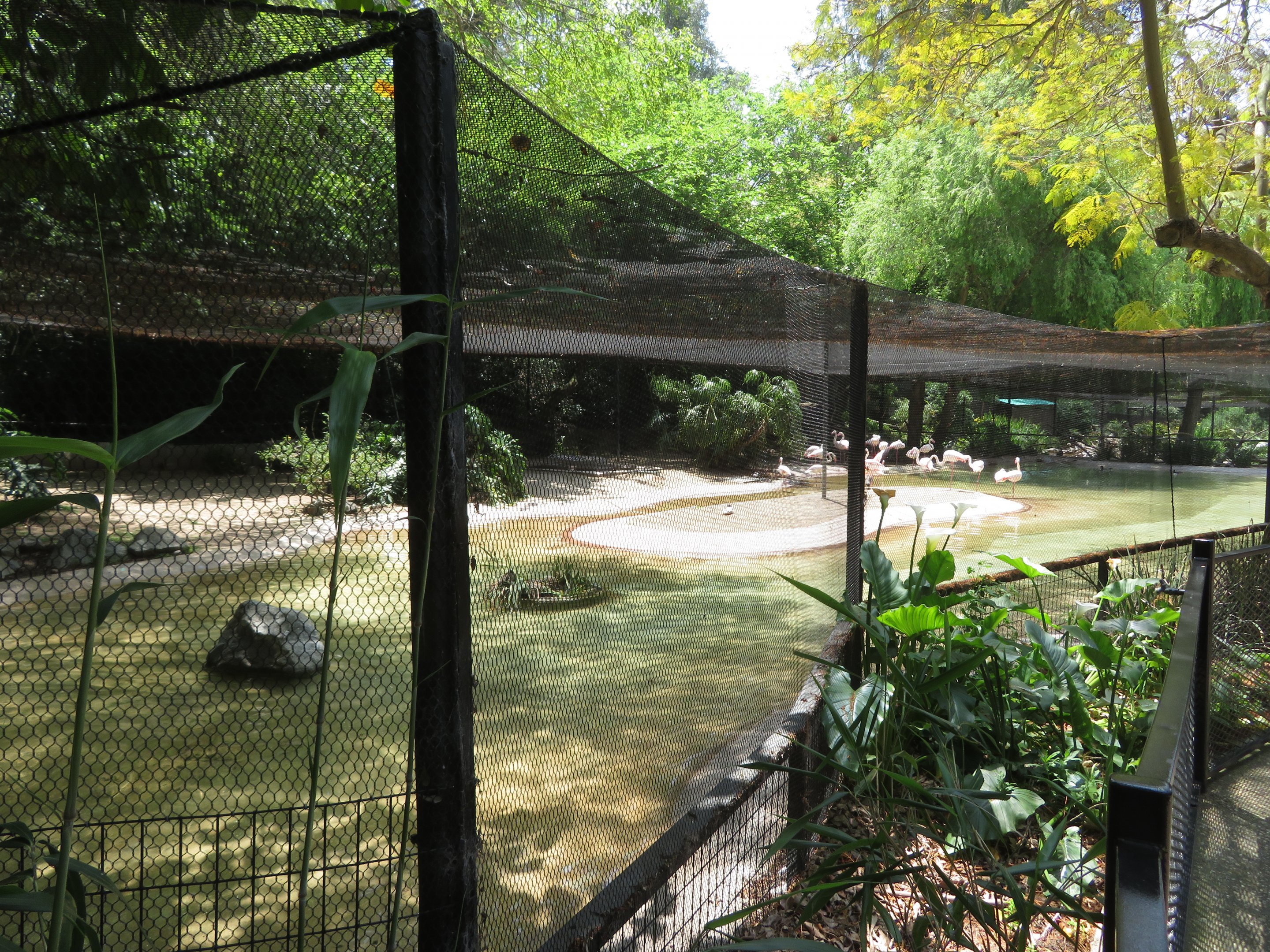Marsh Habitat (Flamingo/Waterfowl Aviary)