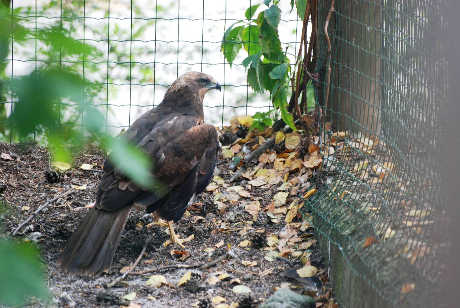 Marsh Harrier at Decin, 28/08/12