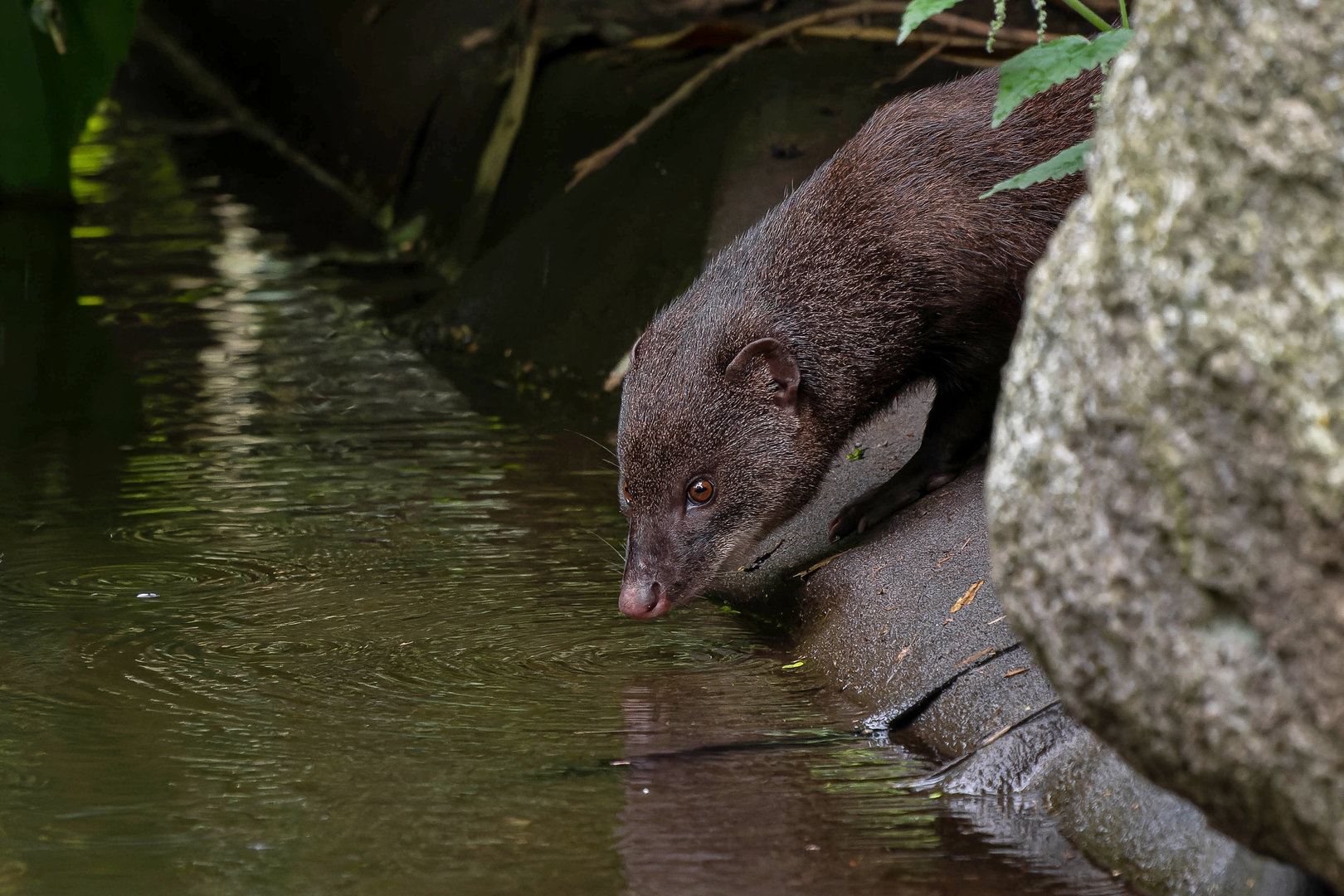 Marsh mongoose (Atilax paludinosus)