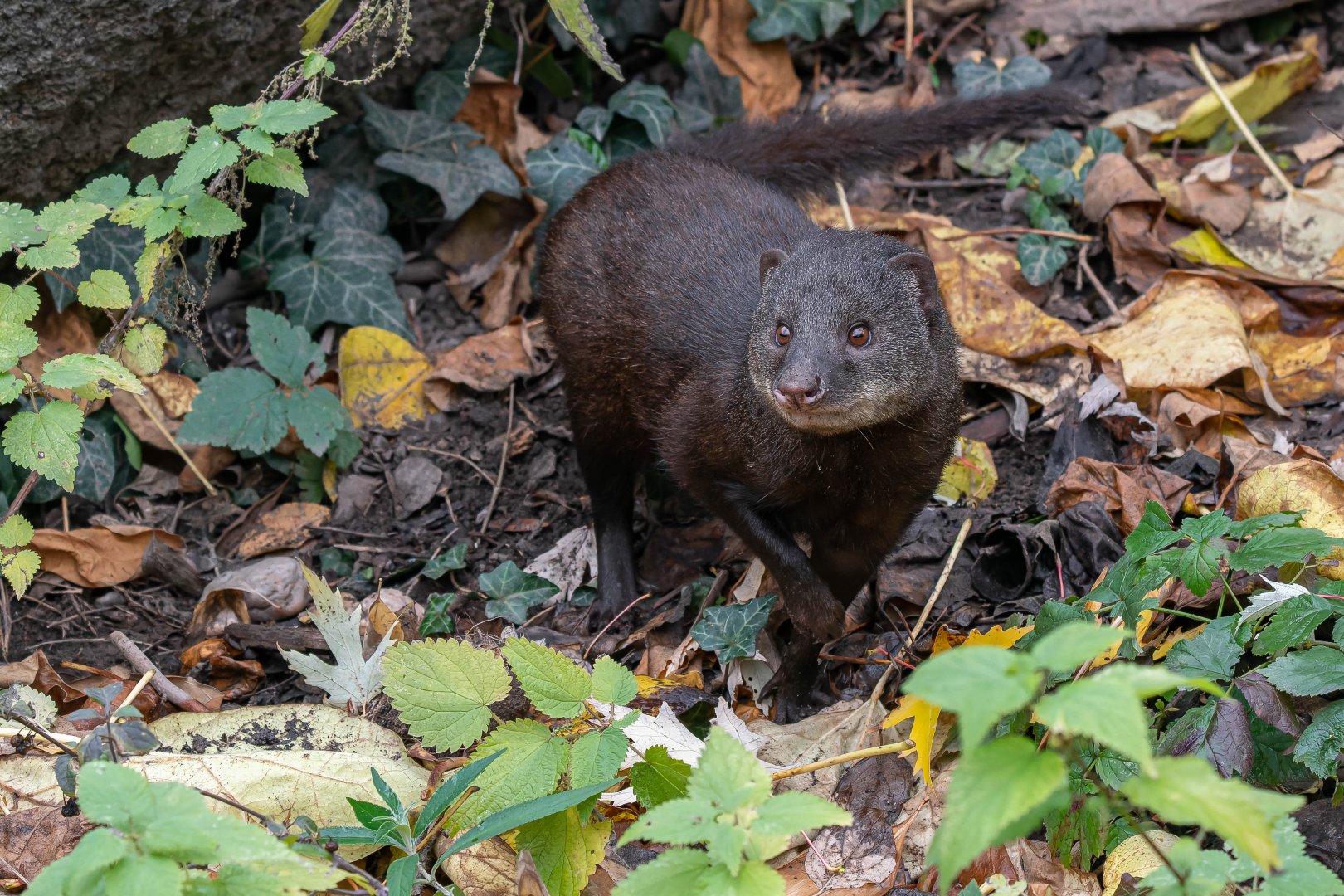 Marsh mongoose (Atilax paludinosus)