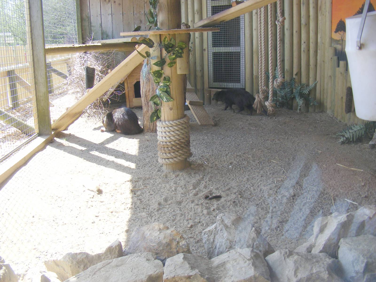 Marsh mongoose enclosure at Folly Farm Zoo, 2 May 2010