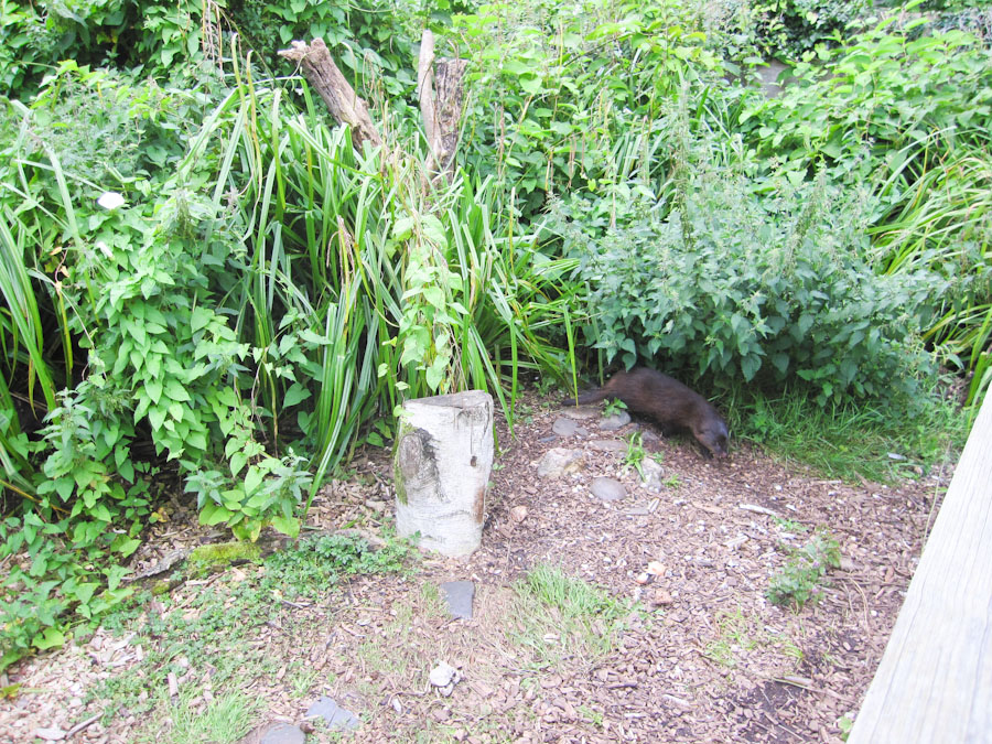 Marsh mongoose (maybe)