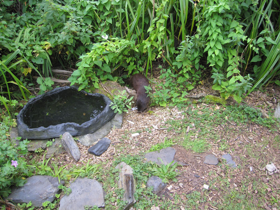 Marsh mongoose (maybe)