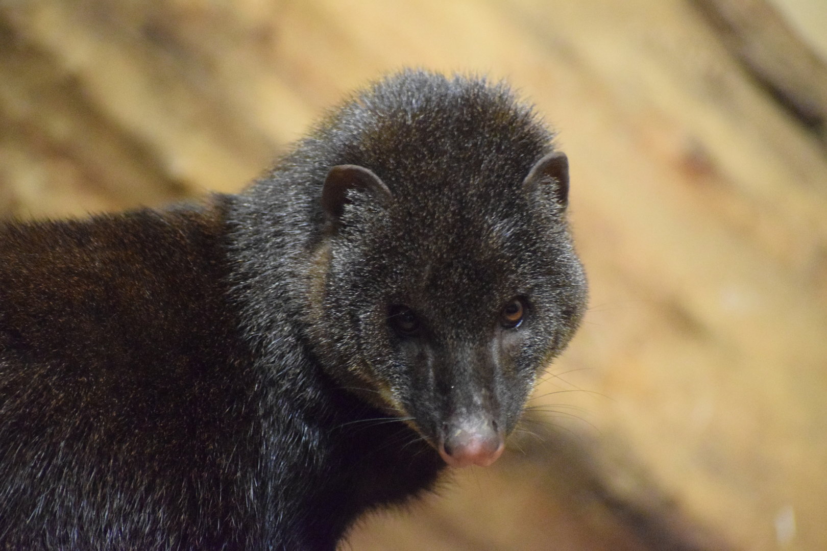 Marsh mongoose - October 2023
