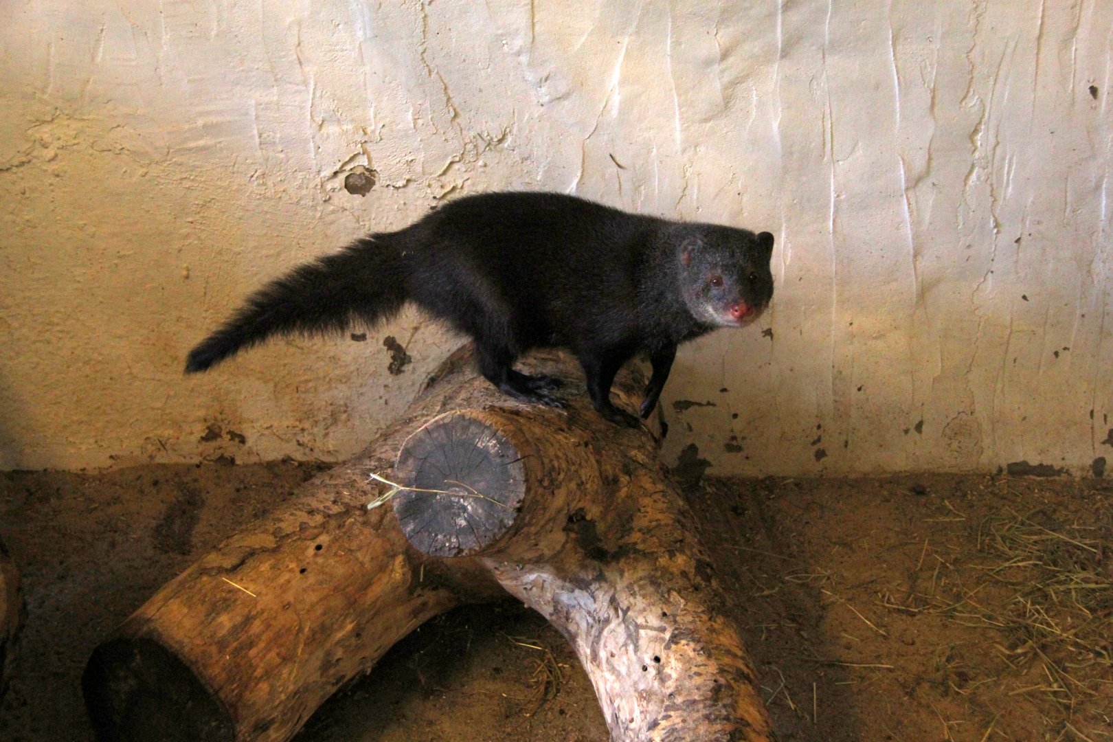 marsh mongoose or water mongoose (Atilax paludinosus)