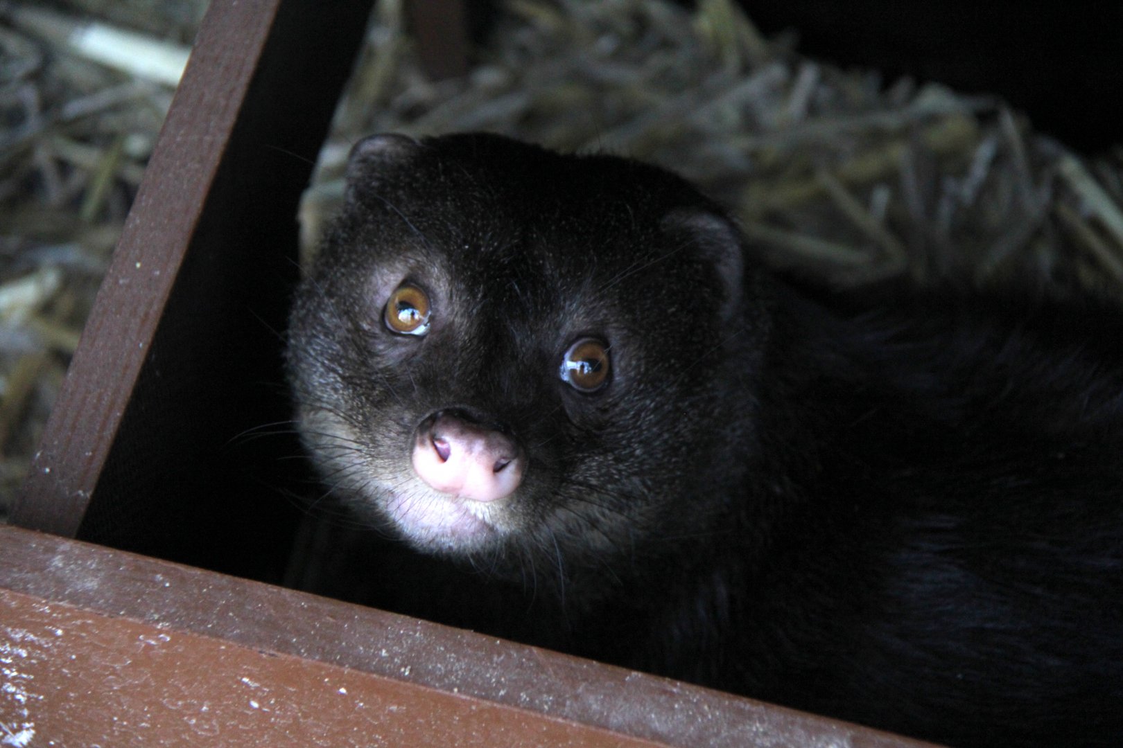 marsh mongoose or water mongoose (Atilax paludinosus)