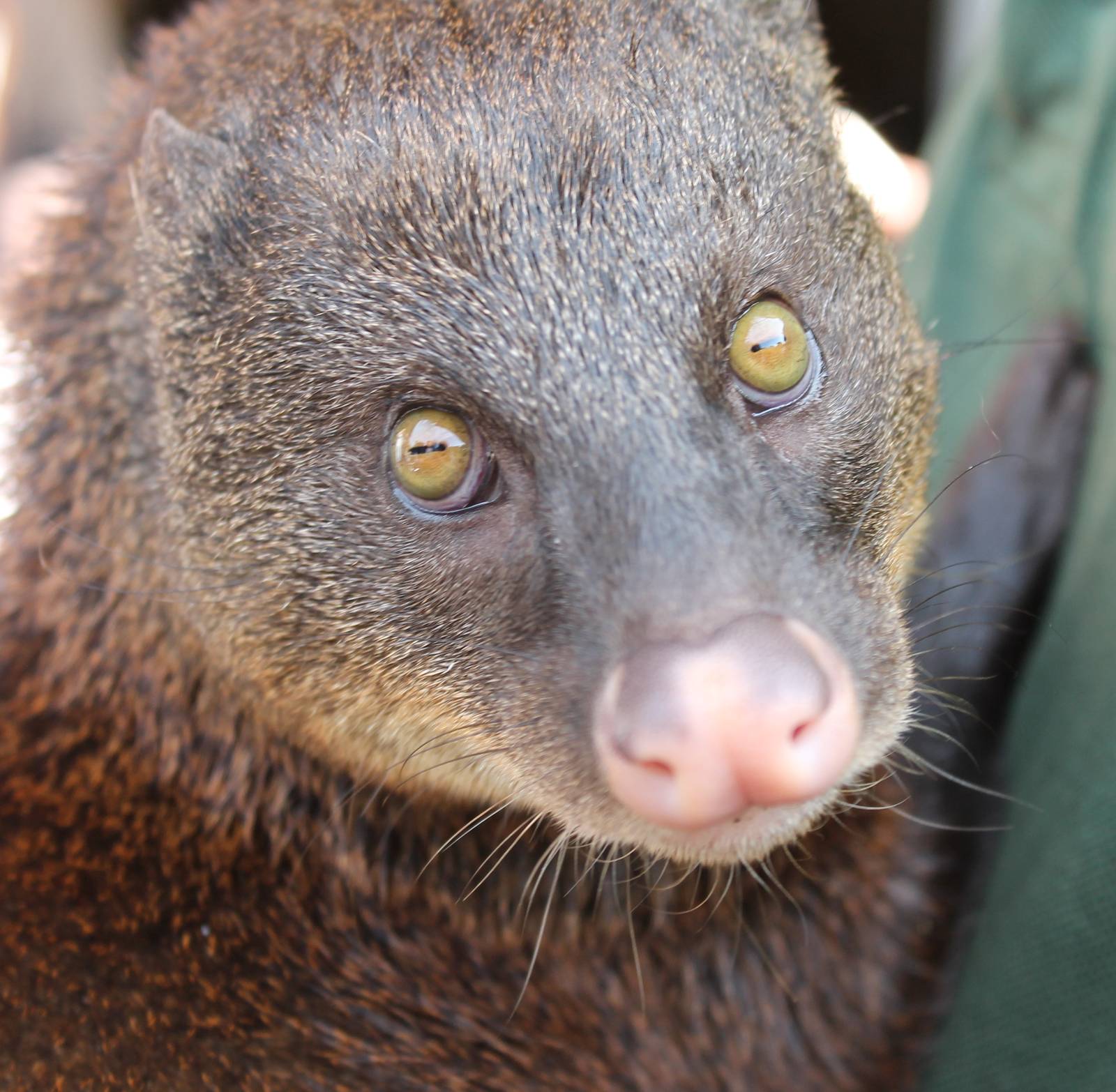 Marsh mongoose