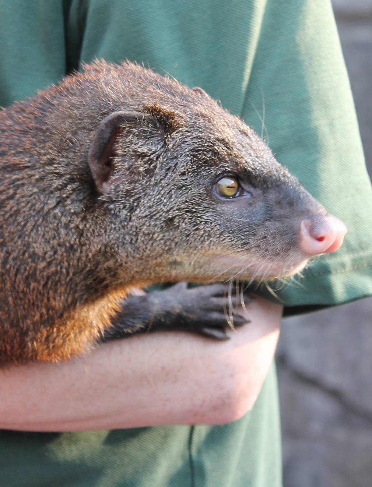 Marsh mongoose