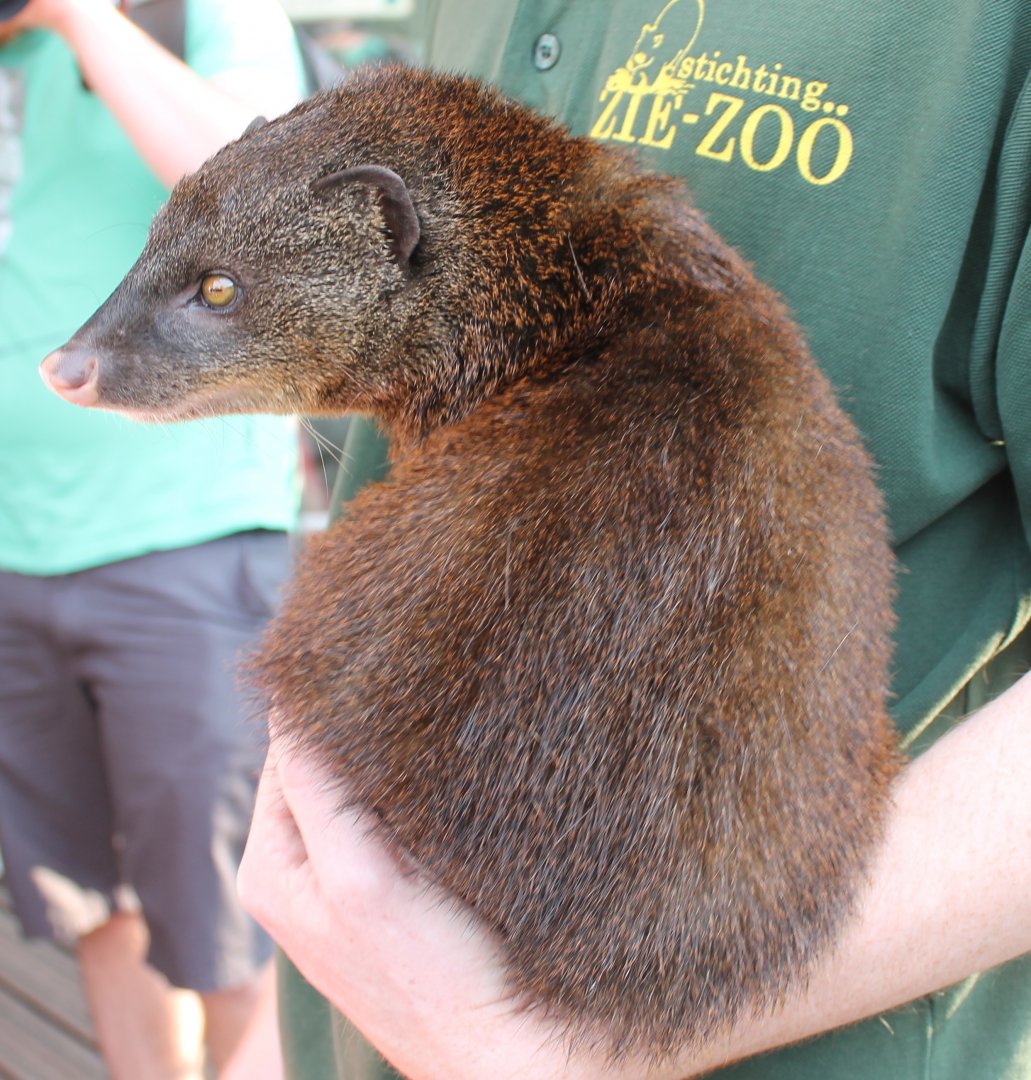 Marsh mongoose