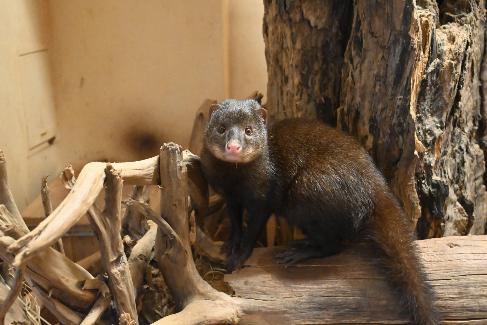 Marsh Mongoose