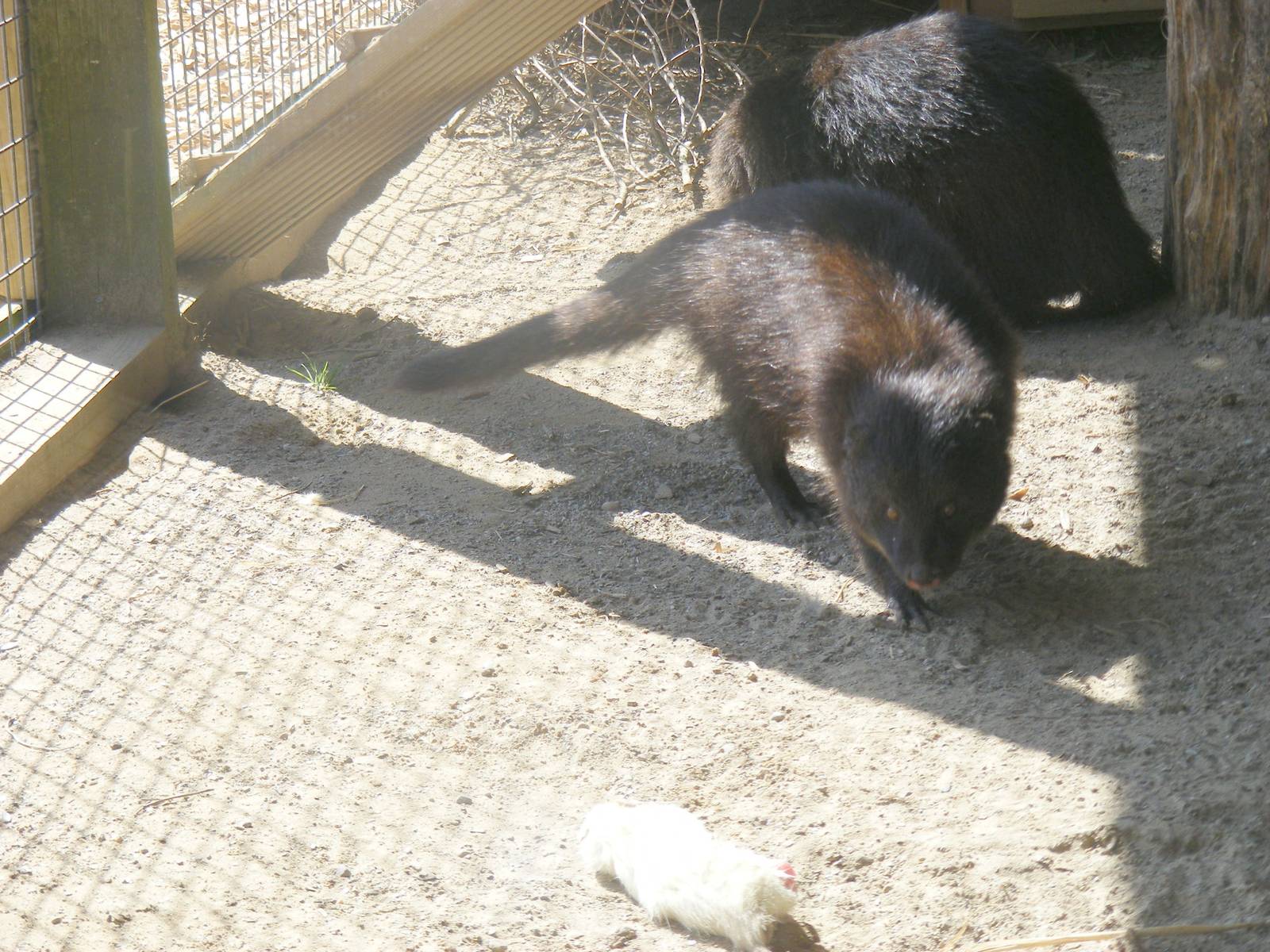 Marsh mongooses at Folly Farm Zoo, 2 May 2010