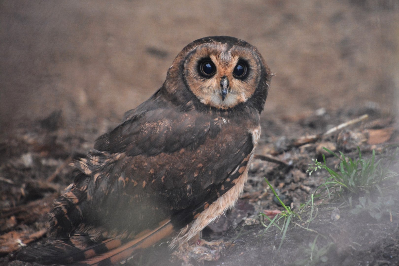 Marsh owl (Asio capensis)