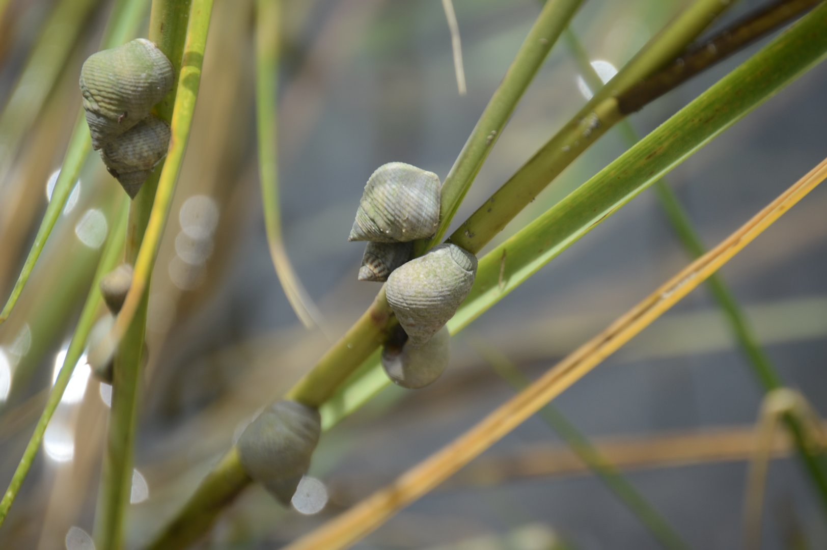Marsh Periwinkle (Littoraria irrorata)
