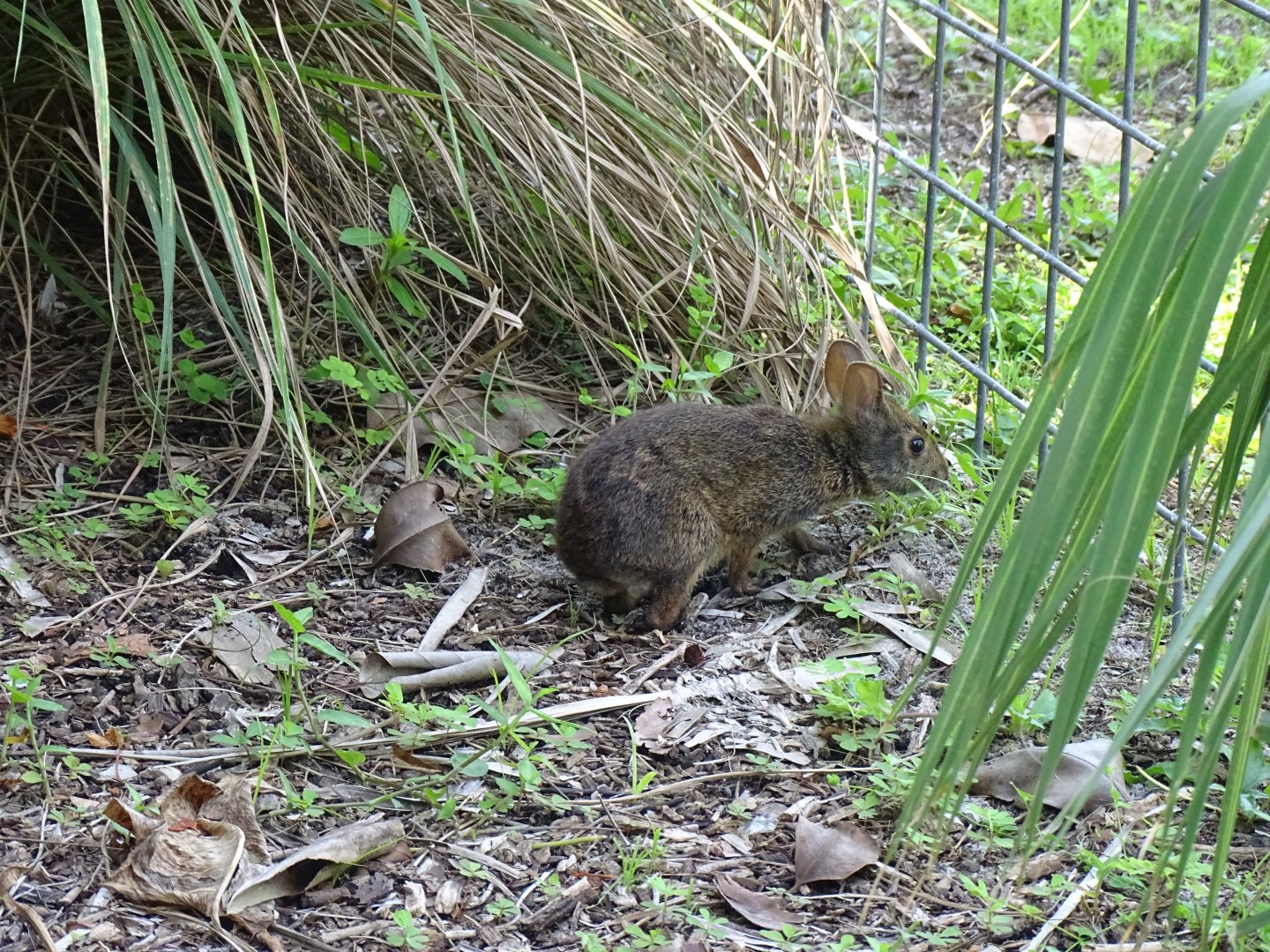 Marsh Rabbit (Sylvilagus palustris)