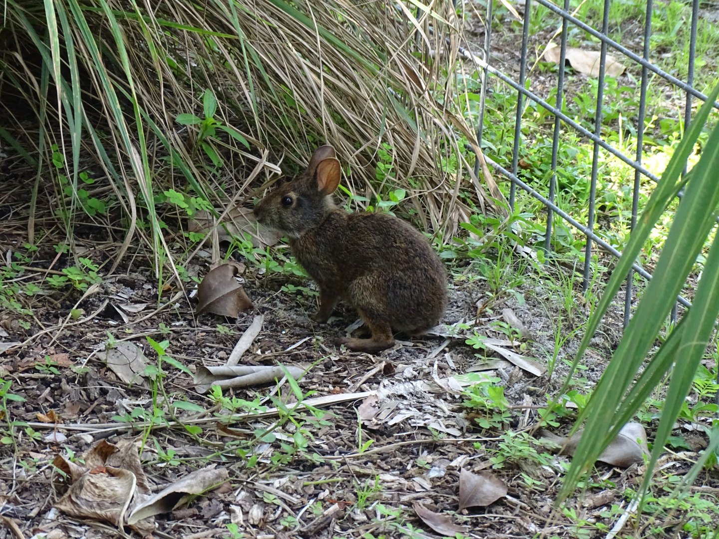 Marsh Rabbit (Sylvilagus palustris)