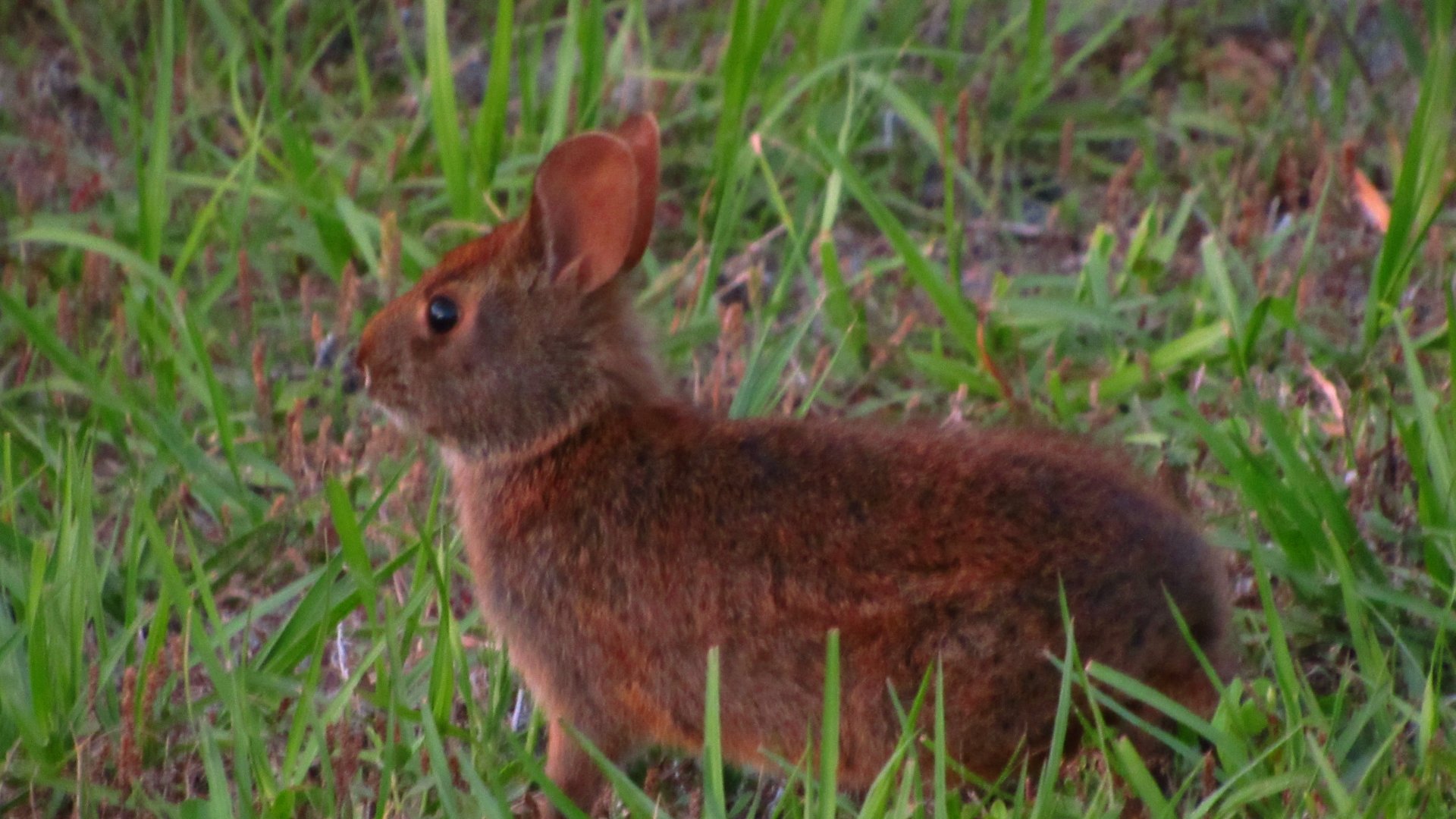 Marsh Rabbit
