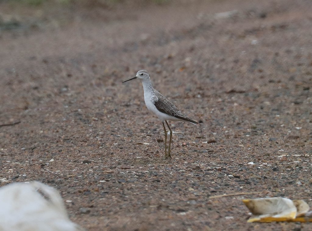 Marsh Sandpiper