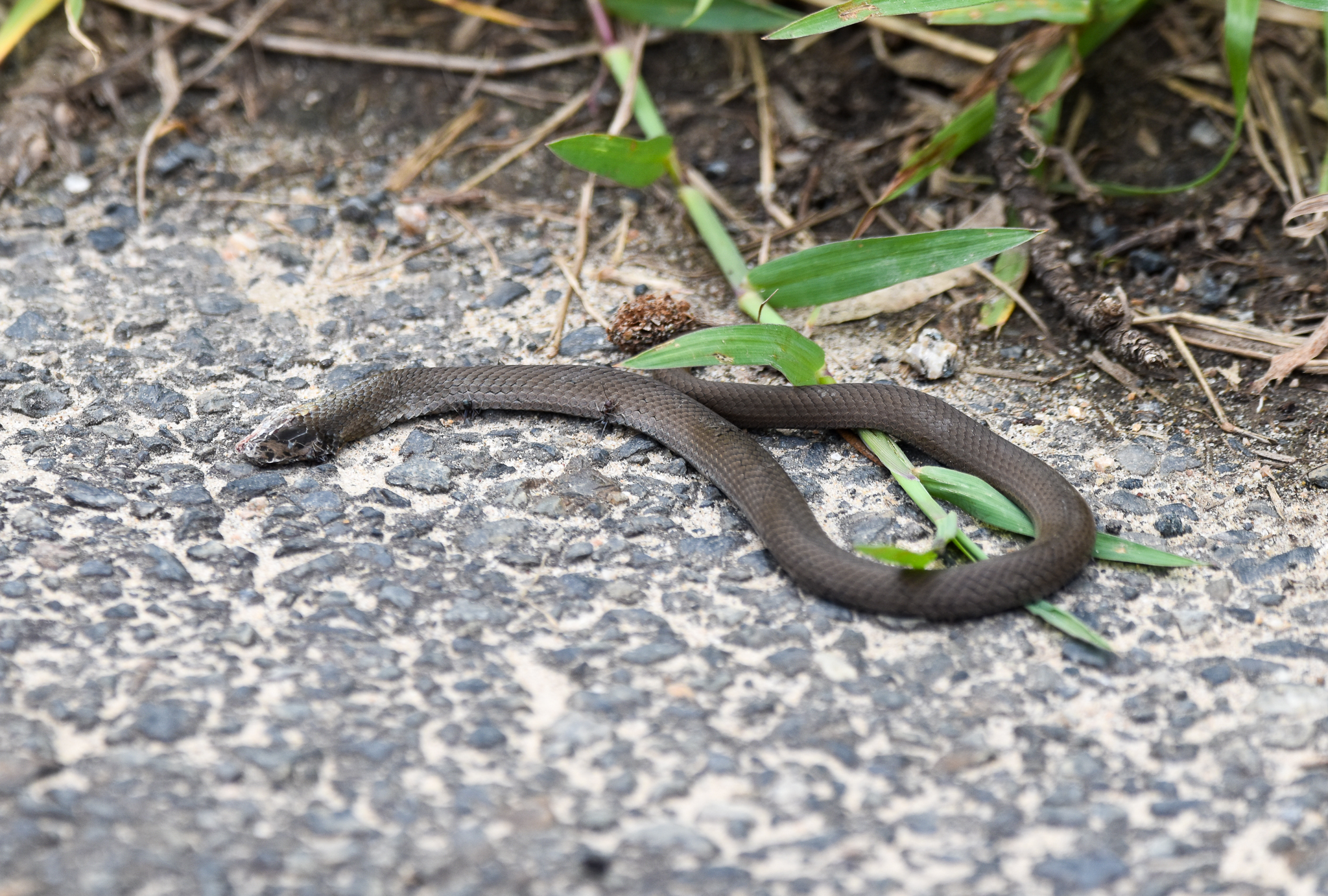 Marsh Snake (roadkill)